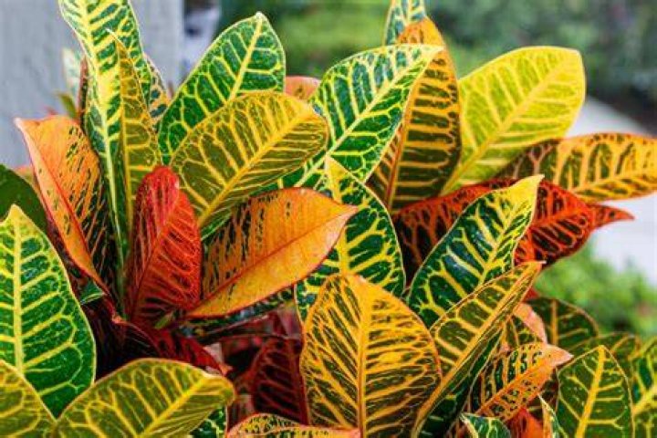 Will croton leaves grow back?